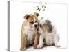 Bulldog X2 Puppies-null-Stretched Canvas