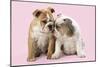 Bulldog X2 Puppies-null-Mounted Photographic Print