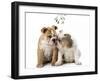 Bulldog X2 Puppies-null-Framed Photographic Print