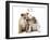 Bulldog X2 Puppies-null-Framed Photographic Print