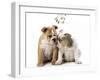 Bulldog X2 Puppies-null-Framed Photographic Print