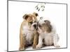 Bulldog X2 Puppies-null-Mounted Photographic Print