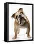 Bulldog-null-Framed Stretched Canvas