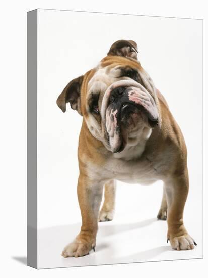 Bulldog-null-Stretched Canvas