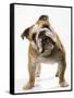 Bulldog-null-Framed Stretched Canvas