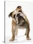 Bulldog-null-Stretched Canvas