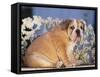 Bulldog-DLILLC-Framed Stretched Canvas