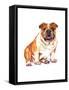 Bulldog-Wendy Edelson-Framed Stretched Canvas