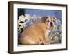 Bulldog-DLILLC-Framed Photographic Print