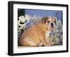 Bulldog-DLILLC-Framed Photographic Print