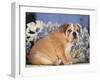 Bulldog-DLILLC-Framed Photographic Print