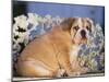 Bulldog-DLILLC-Mounted Photographic Print