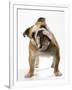 Bulldog-null-Framed Photographic Print