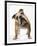 Bulldog-null-Framed Photographic Print