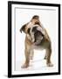 Bulldog-null-Framed Photographic Print