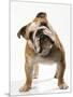 Bulldog-null-Mounted Photographic Print