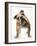 Bulldog-null-Framed Photographic Print