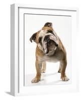 Bulldog-null-Framed Photographic Print