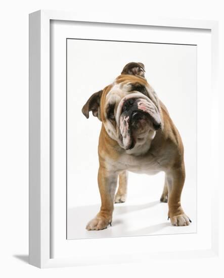 Bulldog-null-Framed Photographic Print