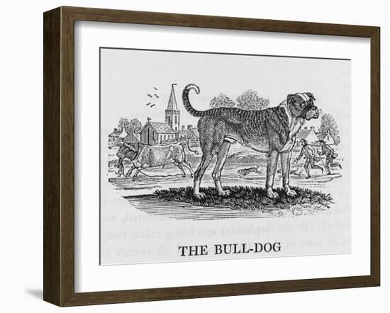 Bulldog-null-Framed Art Print