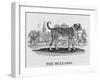 Bulldog-null-Framed Art Print