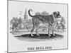 Bulldog-null-Mounted Art Print