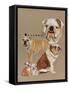 Bulldog-Barbara Keith-Framed Stretched Canvas