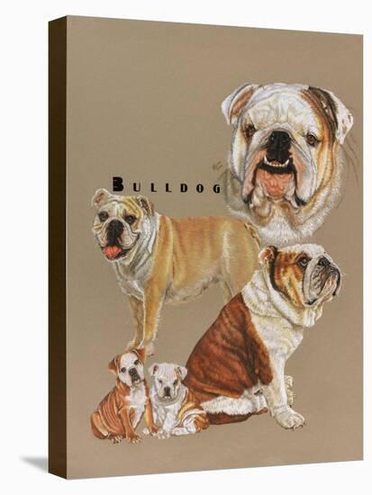 Bulldog-Barbara Keith-Stretched Canvas