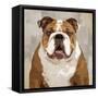 Bulldog-Keri Rodgers-Framed Stretched Canvas