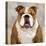 Bulldog-Keri Rodgers-Stretched Canvas