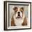 Bulldog-Keri Rodgers-Framed Art Print