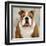 Bulldog-Keri Rodgers-Framed Art Print