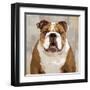 Bulldog-Keri Rodgers-Framed Art Print