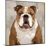 Bulldog-Keri Rodgers-Mounted Art Print