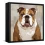 Bulldog-Keri Rodgers-Framed Stretched Canvas