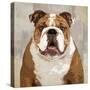 Bulldog-Keri Rodgers-Stretched Canvas