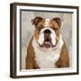 Bulldog-Keri Rodgers-Framed Art Print