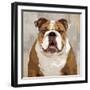 Bulldog-Keri Rodgers-Framed Art Print