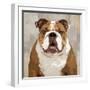 Bulldog-Keri Rodgers-Framed Art Print