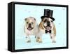 Bulldogs Male and Female-null-Framed Stretched Canvas