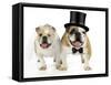 Bulldogs Male and Female-null-Framed Stretched Canvas