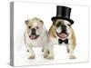 Bulldogs Male and Female-null-Stretched Canvas