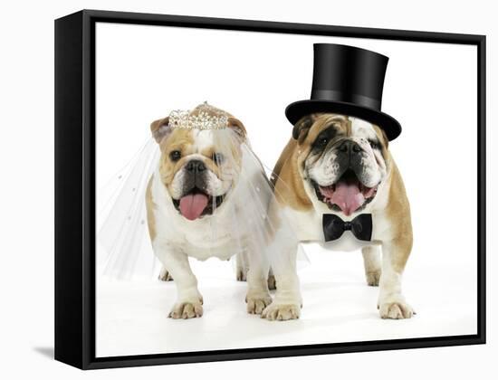 Bulldogs Male and Female-null-Framed Stretched Canvas