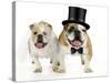 Bulldogs Male and Female-null-Stretched Canvas