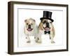 Bulldogs Male and Female-null-Framed Photographic Print