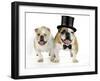 Bulldogs Male and Female-null-Framed Photographic Print