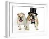 Bulldogs Male and Female-null-Framed Photographic Print