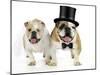 Bulldogs Male and Female-null-Mounted Photographic Print