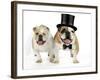 Bulldogs Male and Female-null-Framed Photographic Print