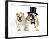 Bulldogs Male and Female-null-Framed Photographic Print